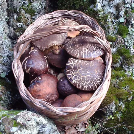 Apartman Etna Snow&sea *